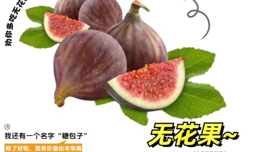伏石蕨煮水喝的功效-伏石蕨的功效网伏石蕨治什么病最好知识网站,分享伏石蕨的养殖注意事项大全
