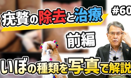 伏石蕨的功效与作用-伏石蕨的功效网伏石蕨治什么病最好知识网站,分享伏石蕨的养殖注意事项大全
